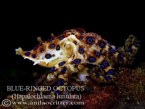 Anilao Diving, Underwater Photography|Dive Anilao/Batangas Philippines
